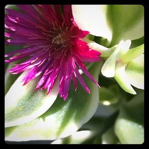 Meet your Posher, Shopgirl